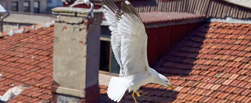 Residential Chimney Animal Removal Solution in Fords, NJ