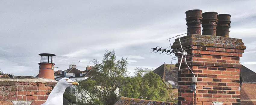 Chimney Cleaning And Restoration in Fords, New Jersey